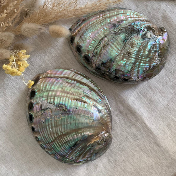 abalone coquille d'ormeau rare pour fumigation d'encens, palo santo, sauge